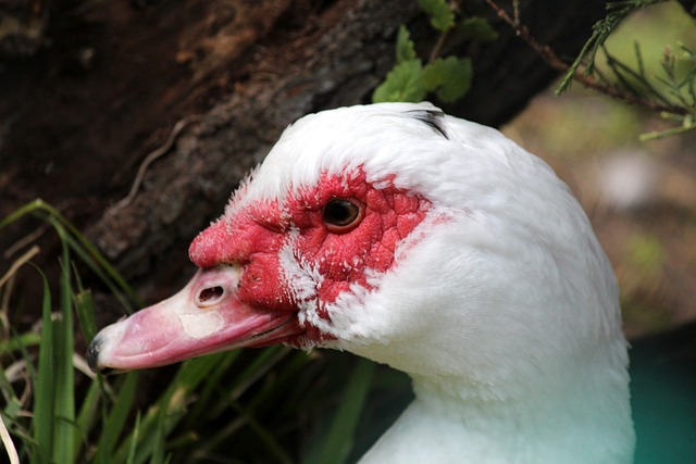 伦纳德和乔 伦纳德和乔